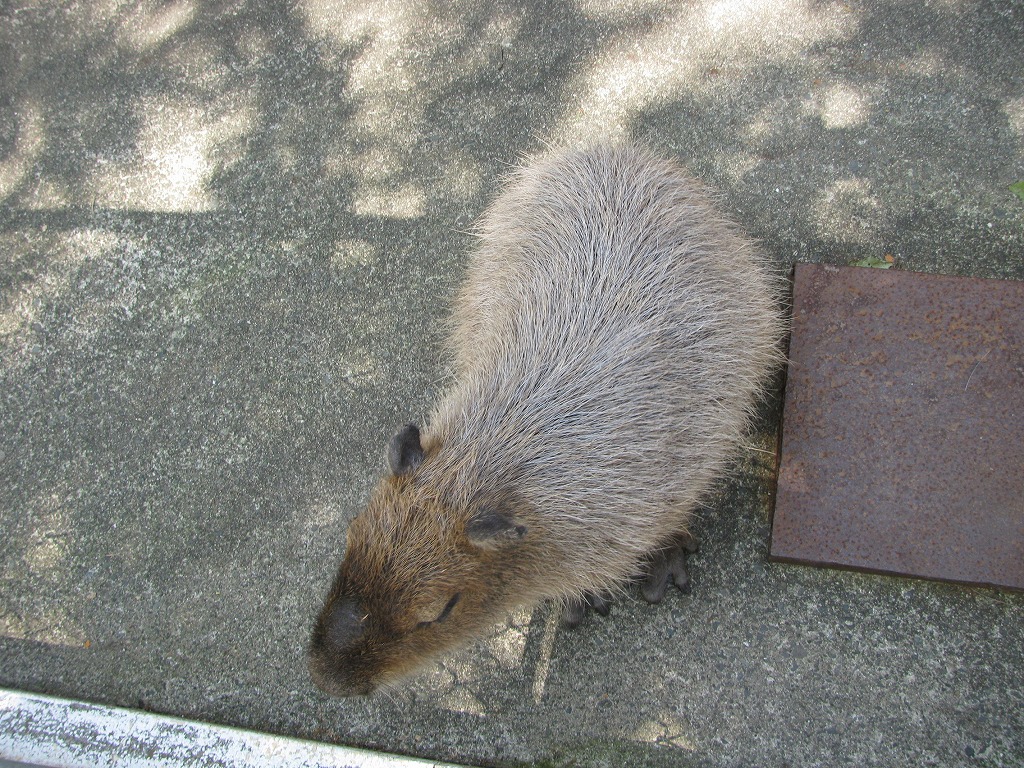 熊本旅行２日目 Ken Sランニング日誌